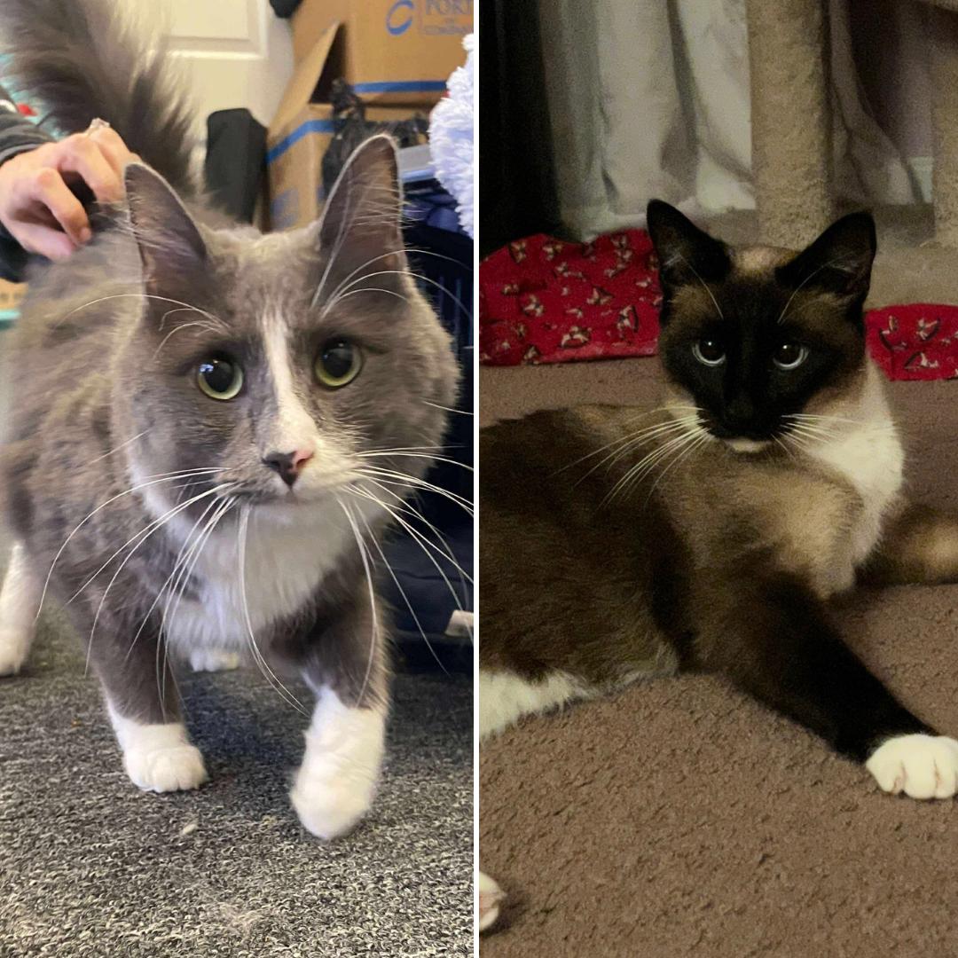 Liam & Tunky, ADOPTABLE, Adult Male Domestic Long Hair & Siamese.