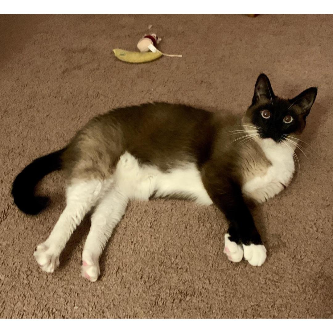 Enlarge Liam & Tunky, a ADOPTABLE mixed breed in Morgan Hill, CA image 4/6