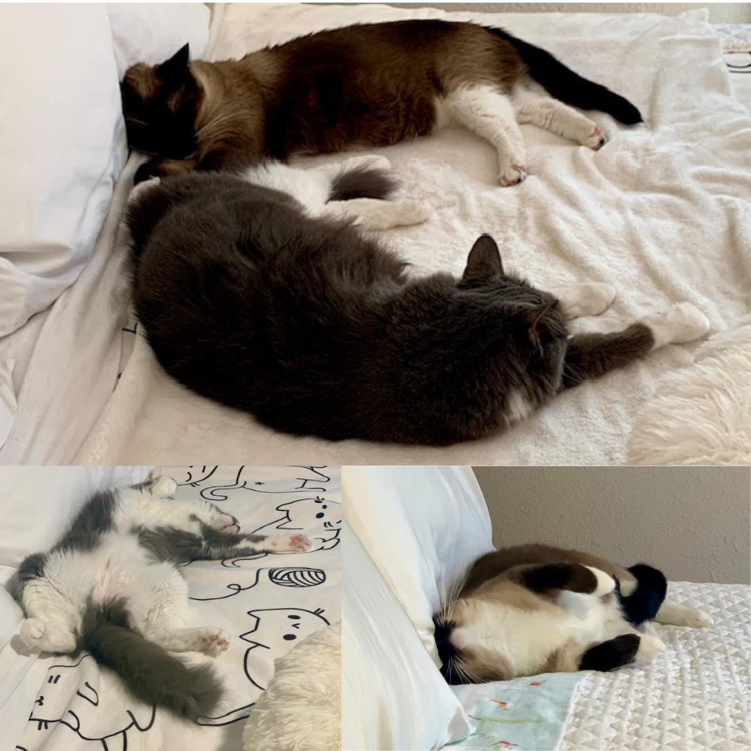 Enlarge Liam & Tunky, a ADOPTABLE mixed breed in Morgan Hill, CA image 3/6