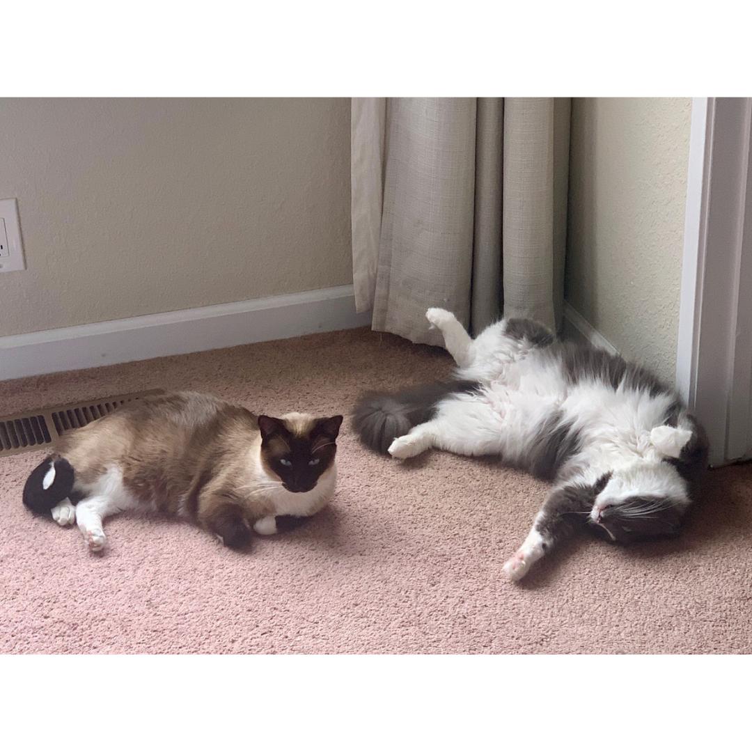 Enlarge Liam & Tunky, a ADOPTABLE mixed breed in Morgan Hill, CA image 6/6