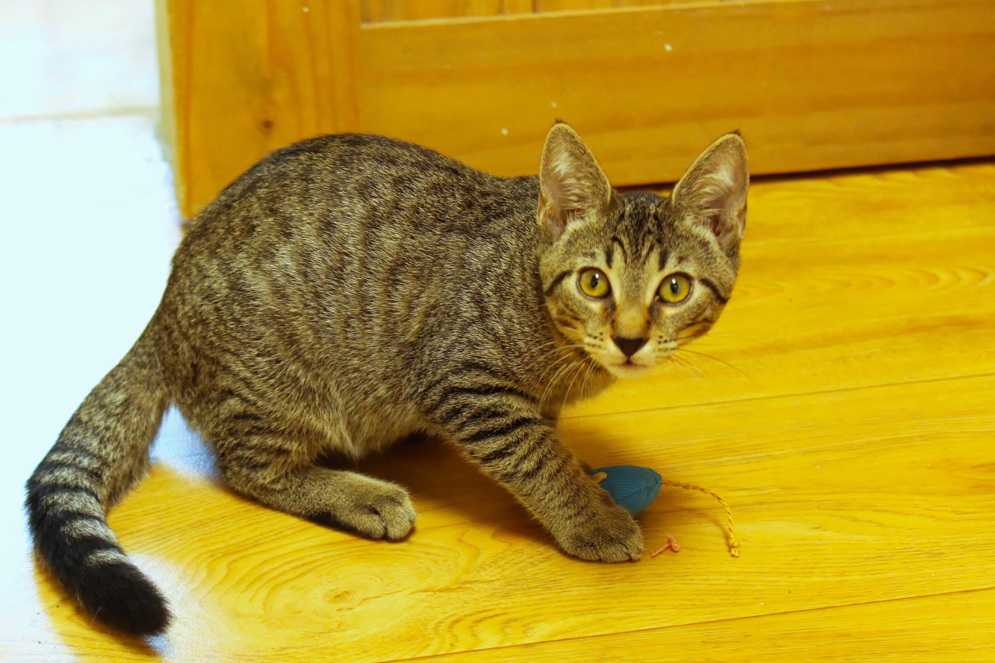 Enlarge Diesel, a Adoptable Domestic Short Hair in Urbana, OH image 4/6