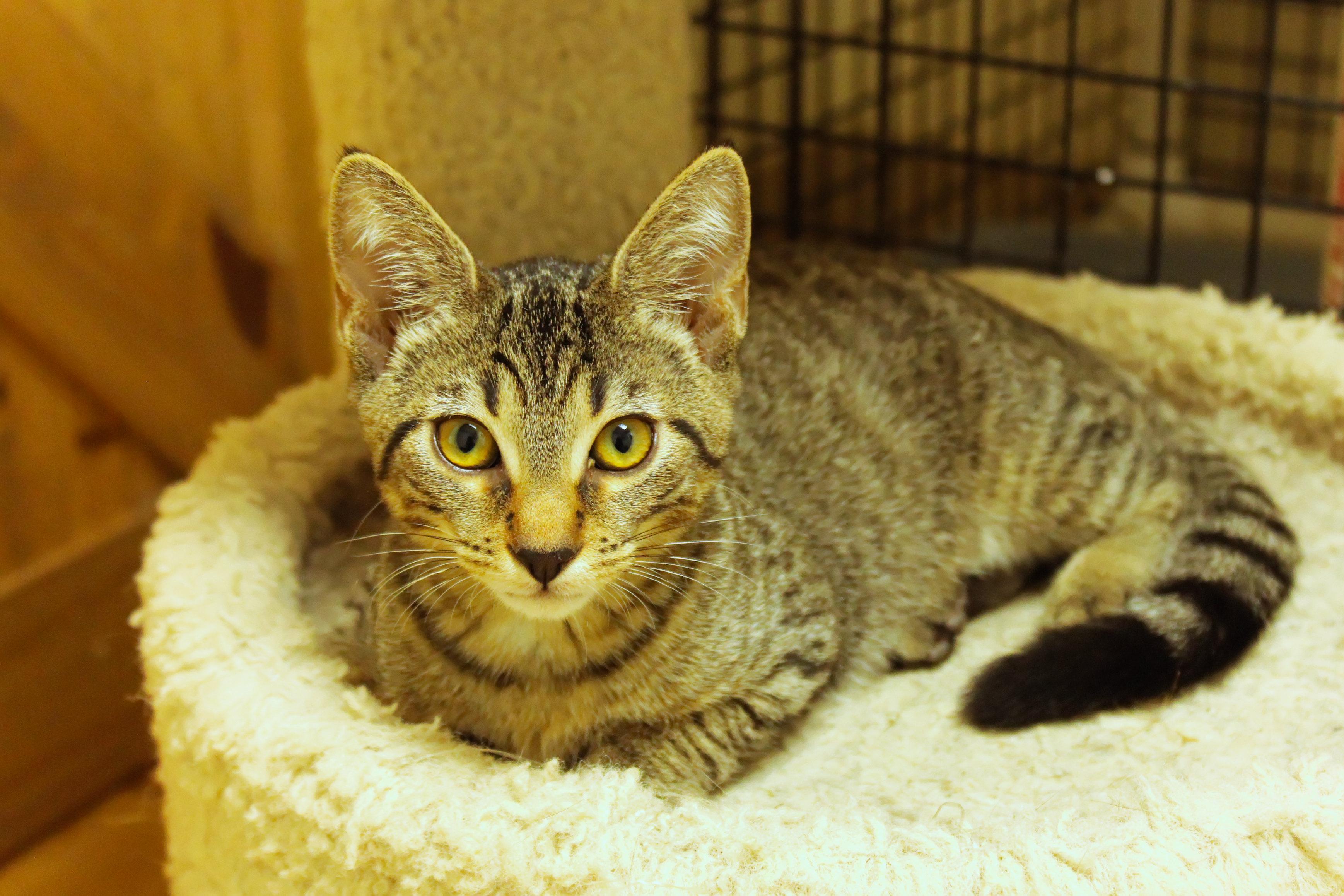 Enlarge Diesel, a Adoptable Domestic Short Hair in Urbana, OH image 2/6