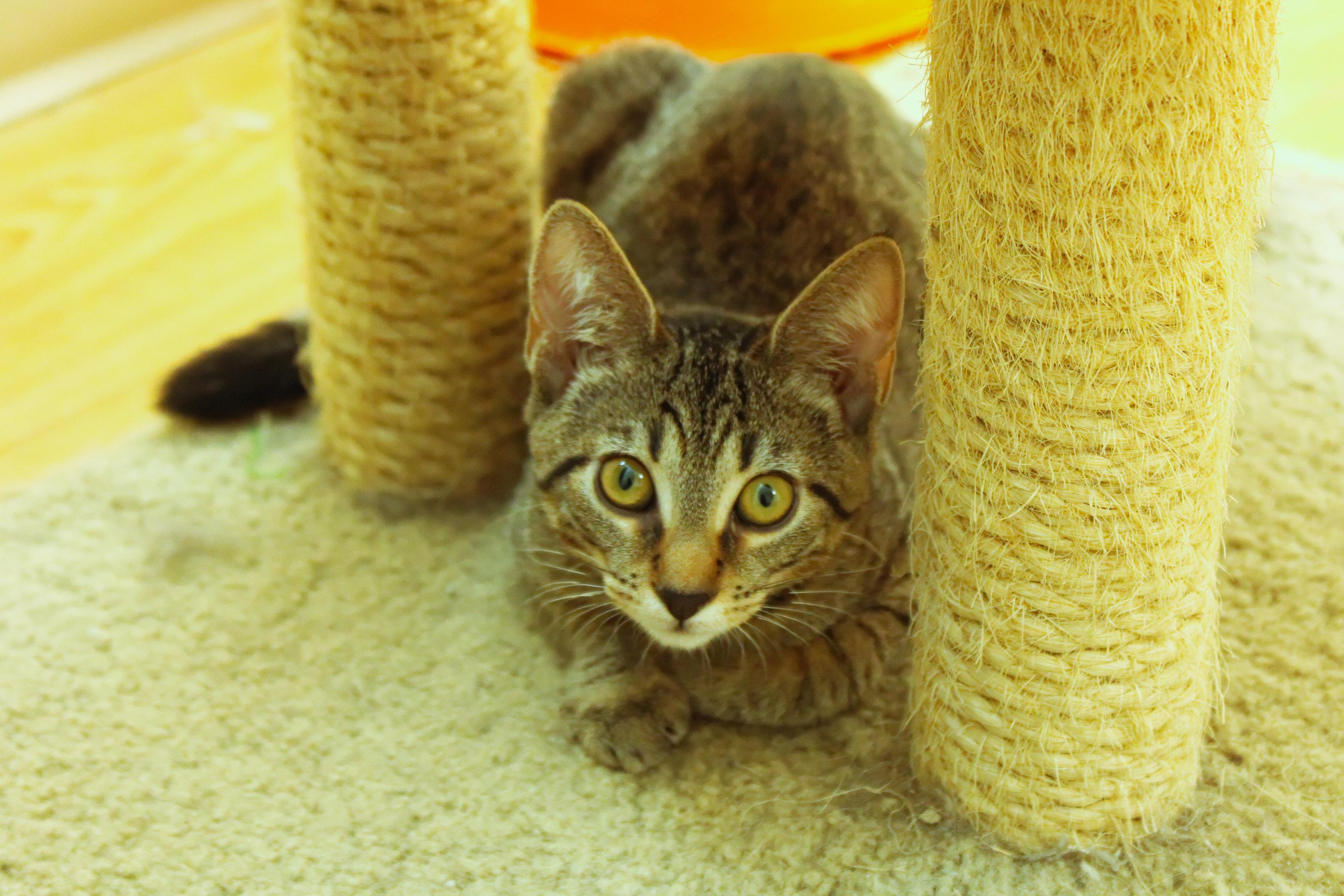 Enlarge Diesel, a Adoptable Domestic Short Hair in Urbana, OH image 5/6