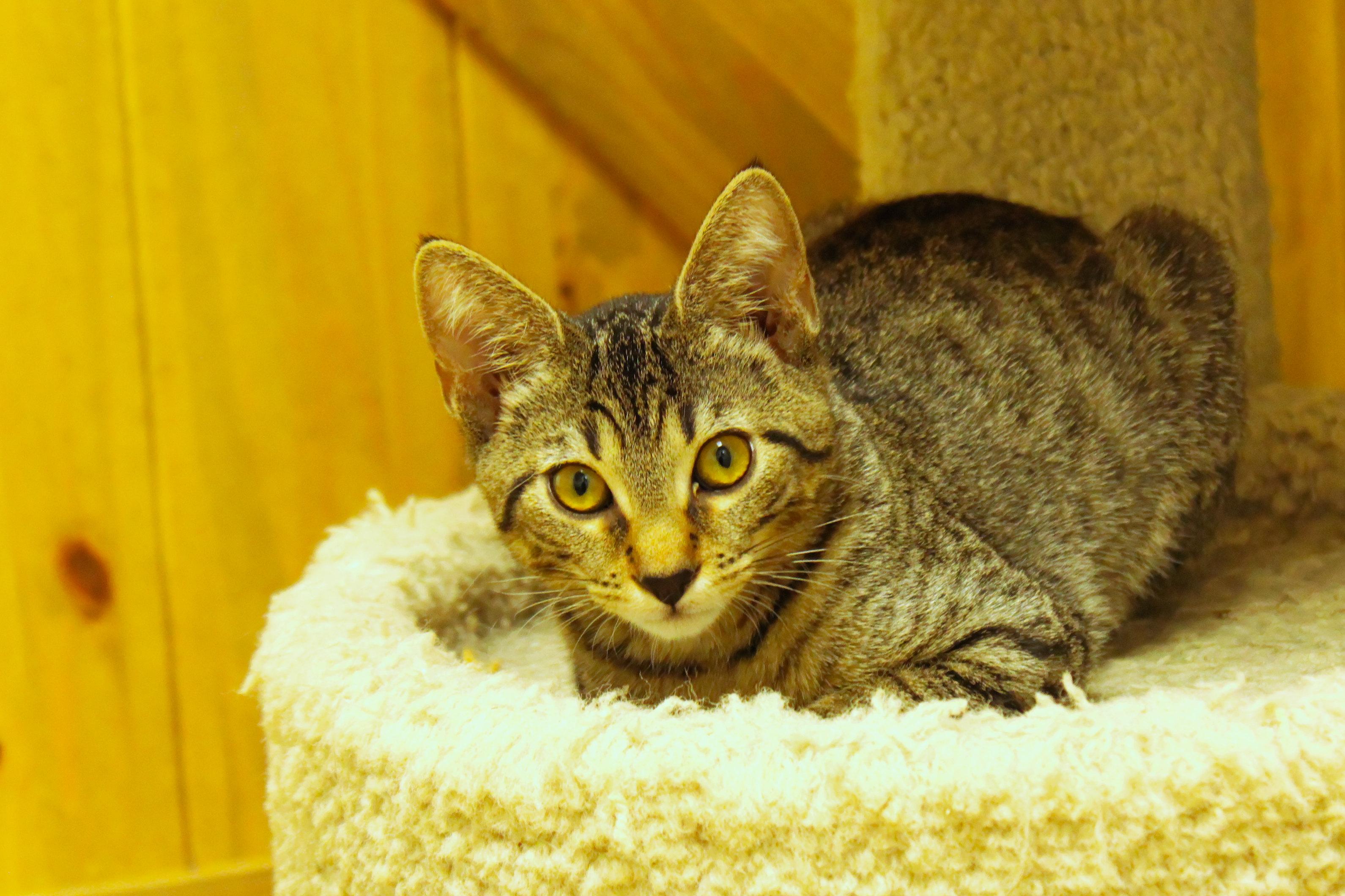 Enlarge Diesel, a Adoptable Domestic Short Hair in Urbana, OH image 1/6