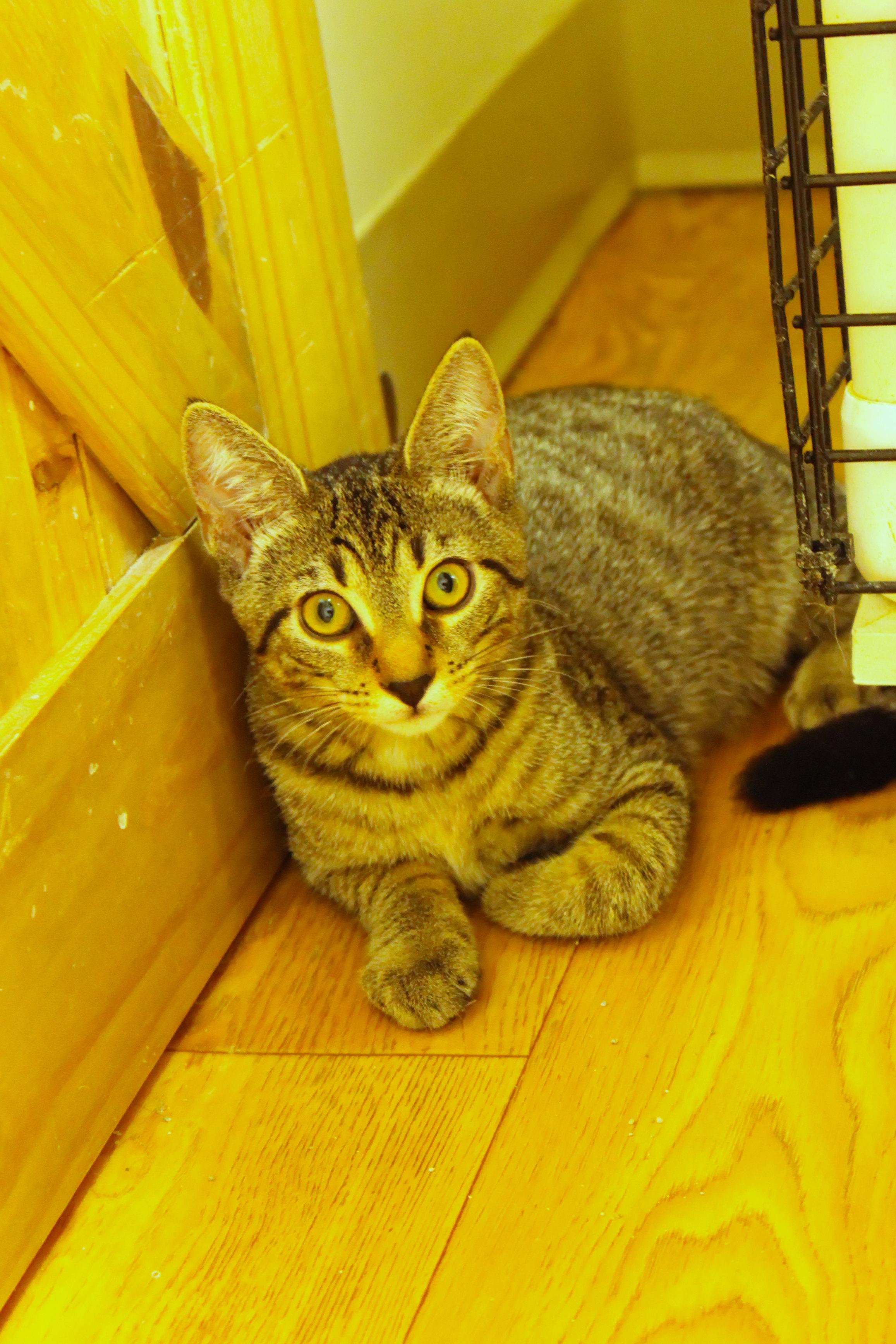 Enlarge Diesel, a Adoptable Domestic Short Hair in Urbana, OH image 6/6