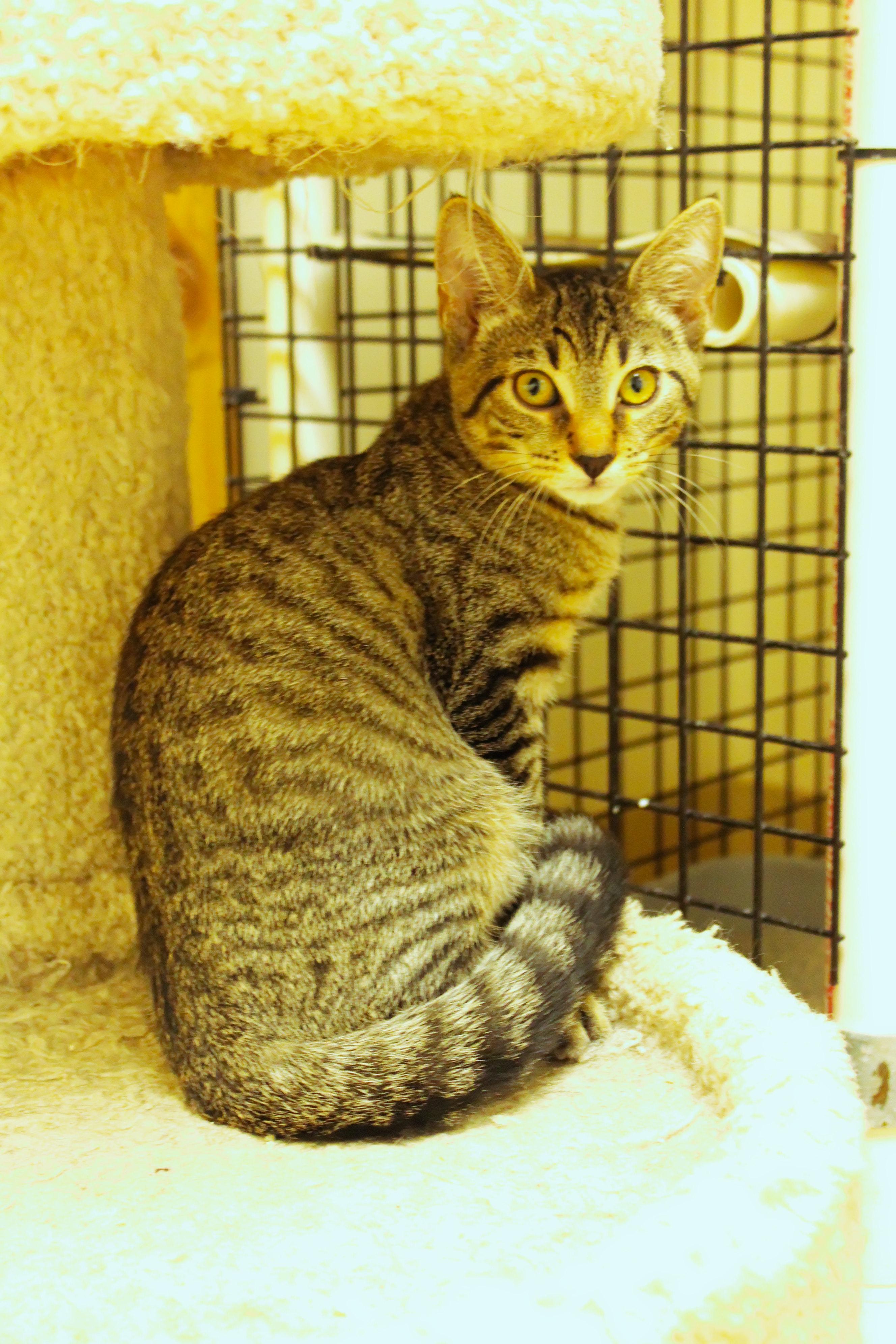 Enlarge Diesel, a Adoptable Domestic Short Hair in Urbana, OH image 3/6