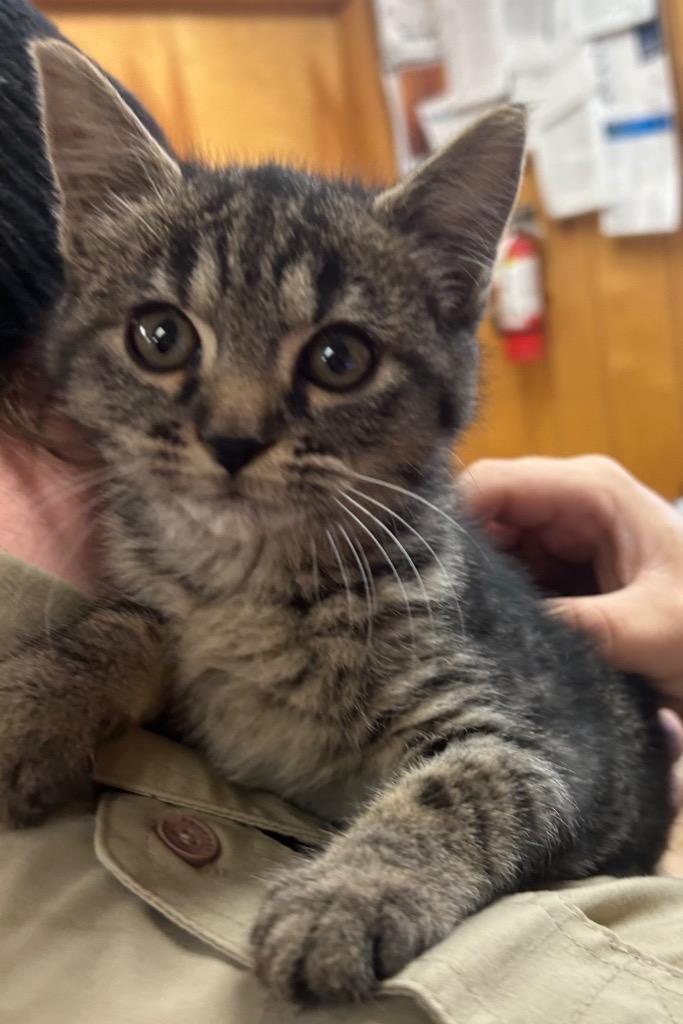 Smoky, Adopted, Kitten Female Domestic Short Hair.
