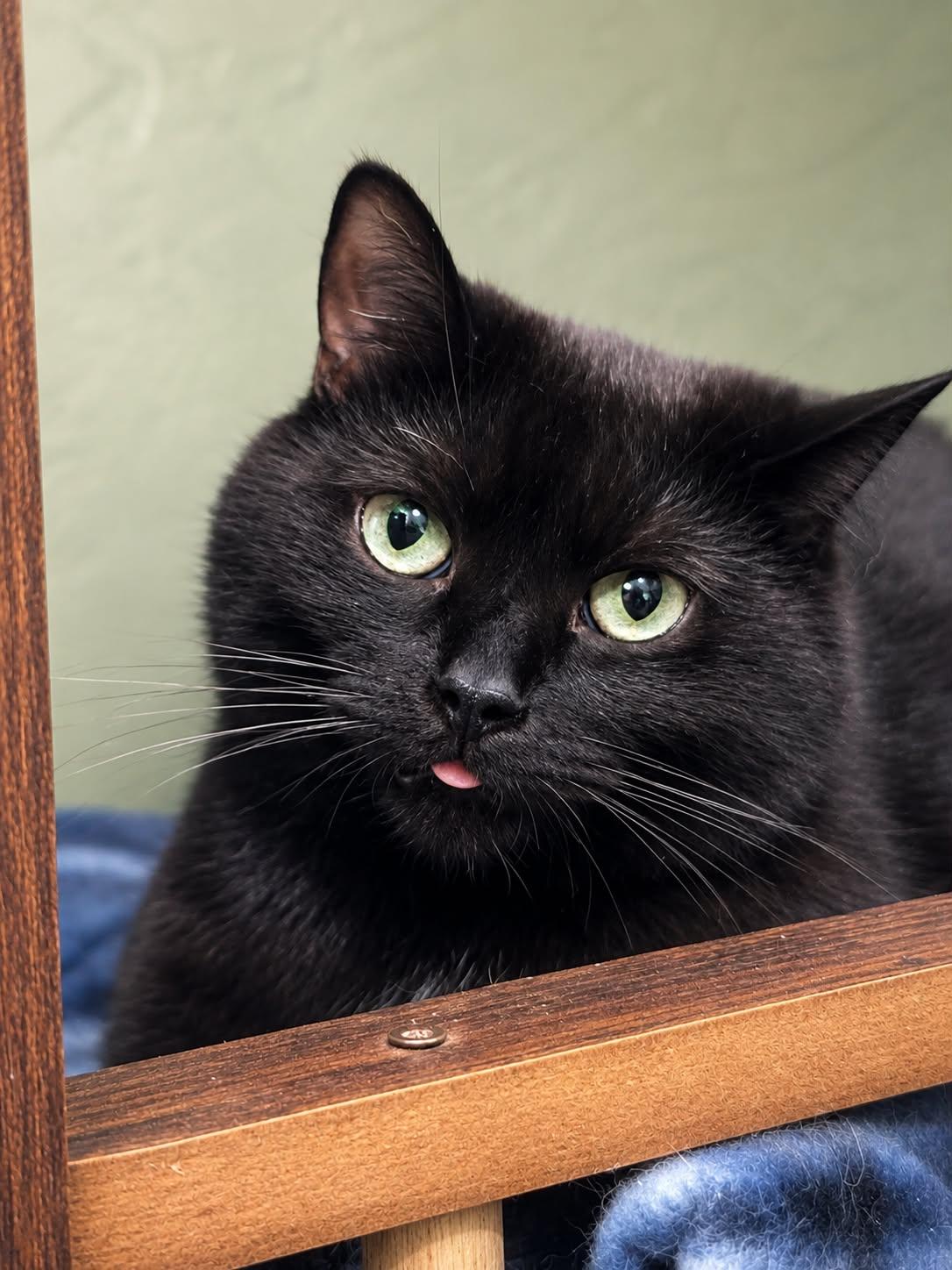 Enlarge Stella, a Adoptable Domestic Short Hair in Rixeyville, VA image 1/3