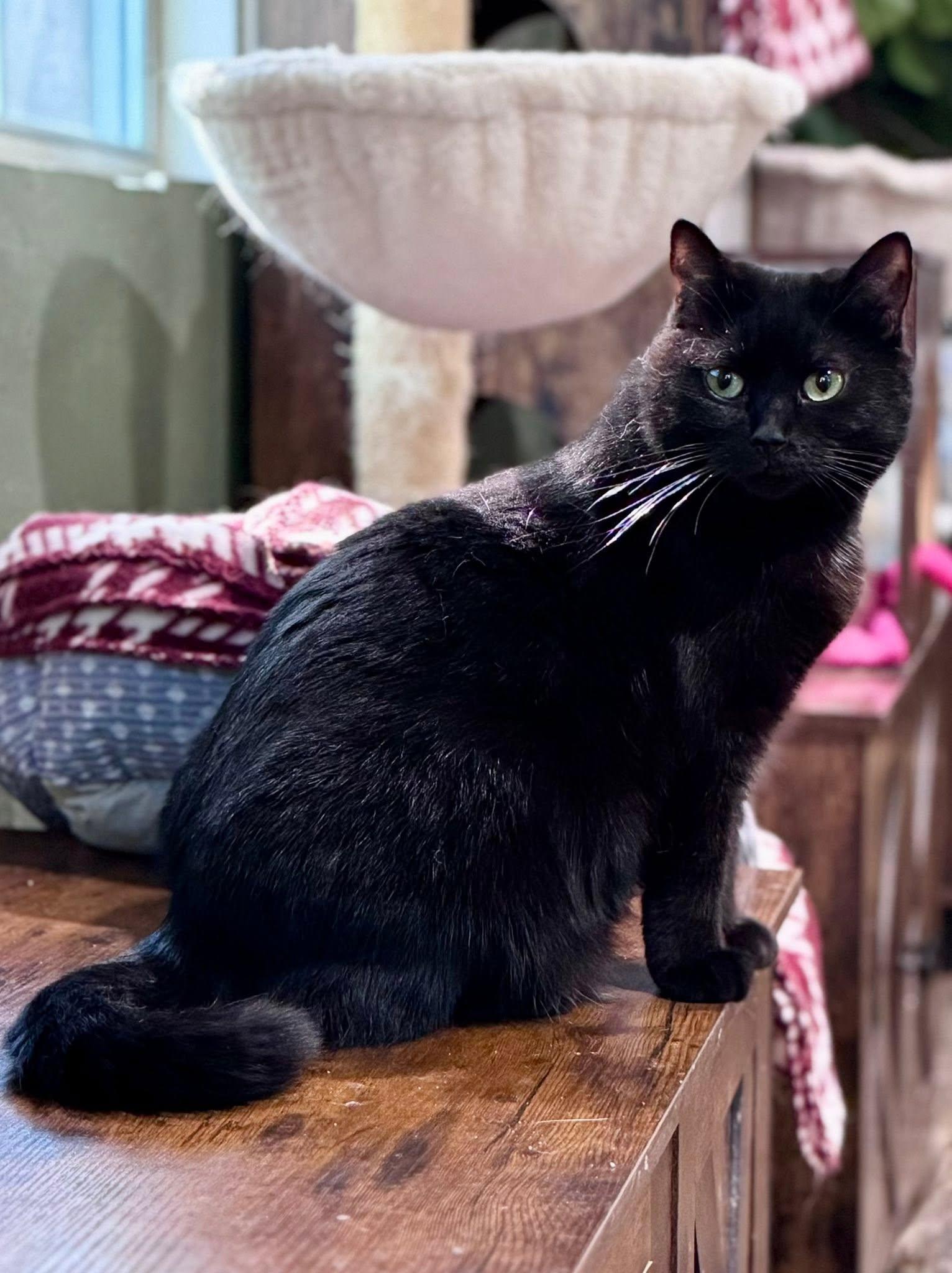Enlarge Stella, a Adoptable Domestic Short Hair in Rixeyville, VA image 2/3