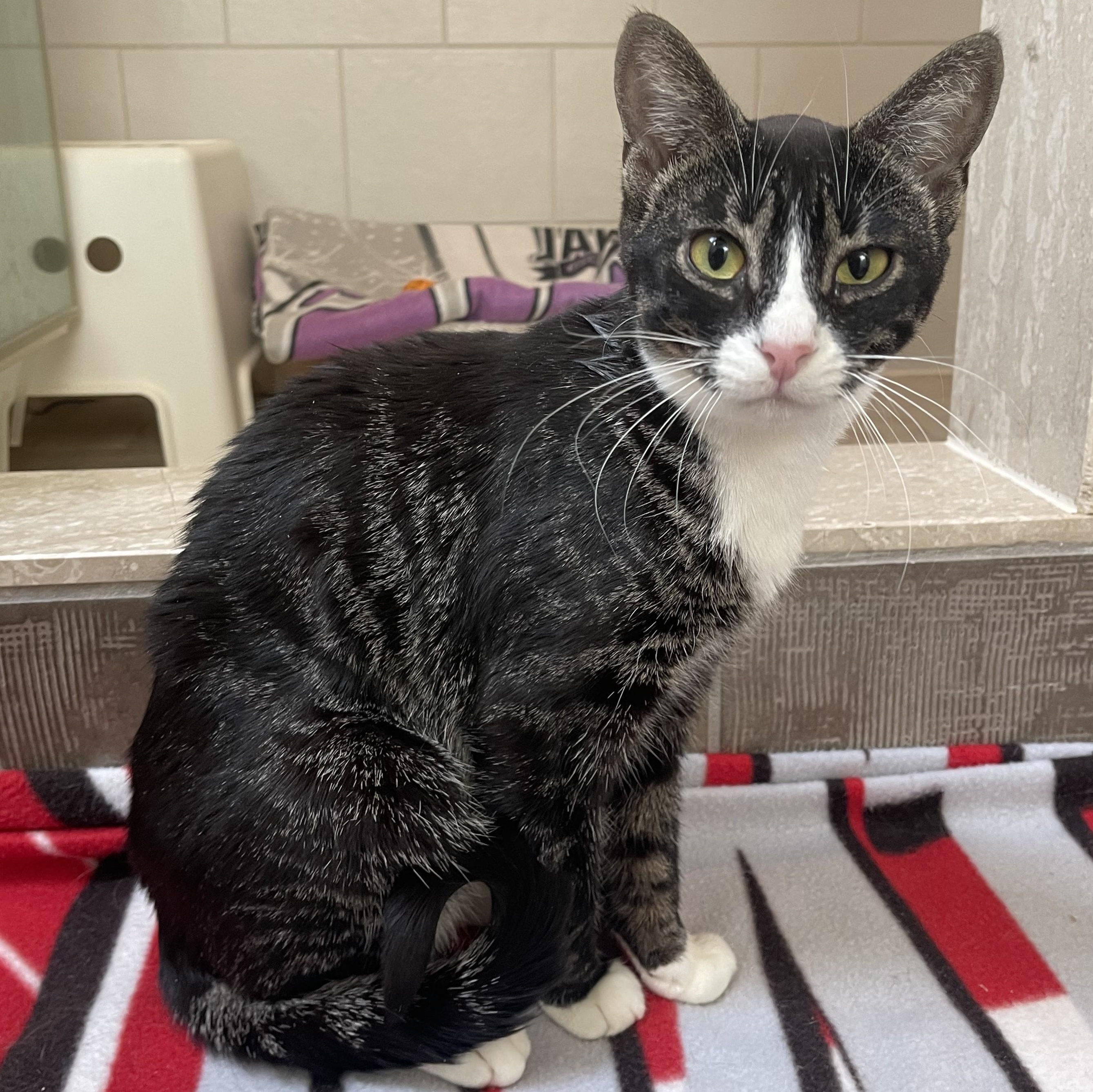 Enlarge Bootsy (bonded with Firefox), a Adoptable mixed breed in Scarborough, ON image 2/5