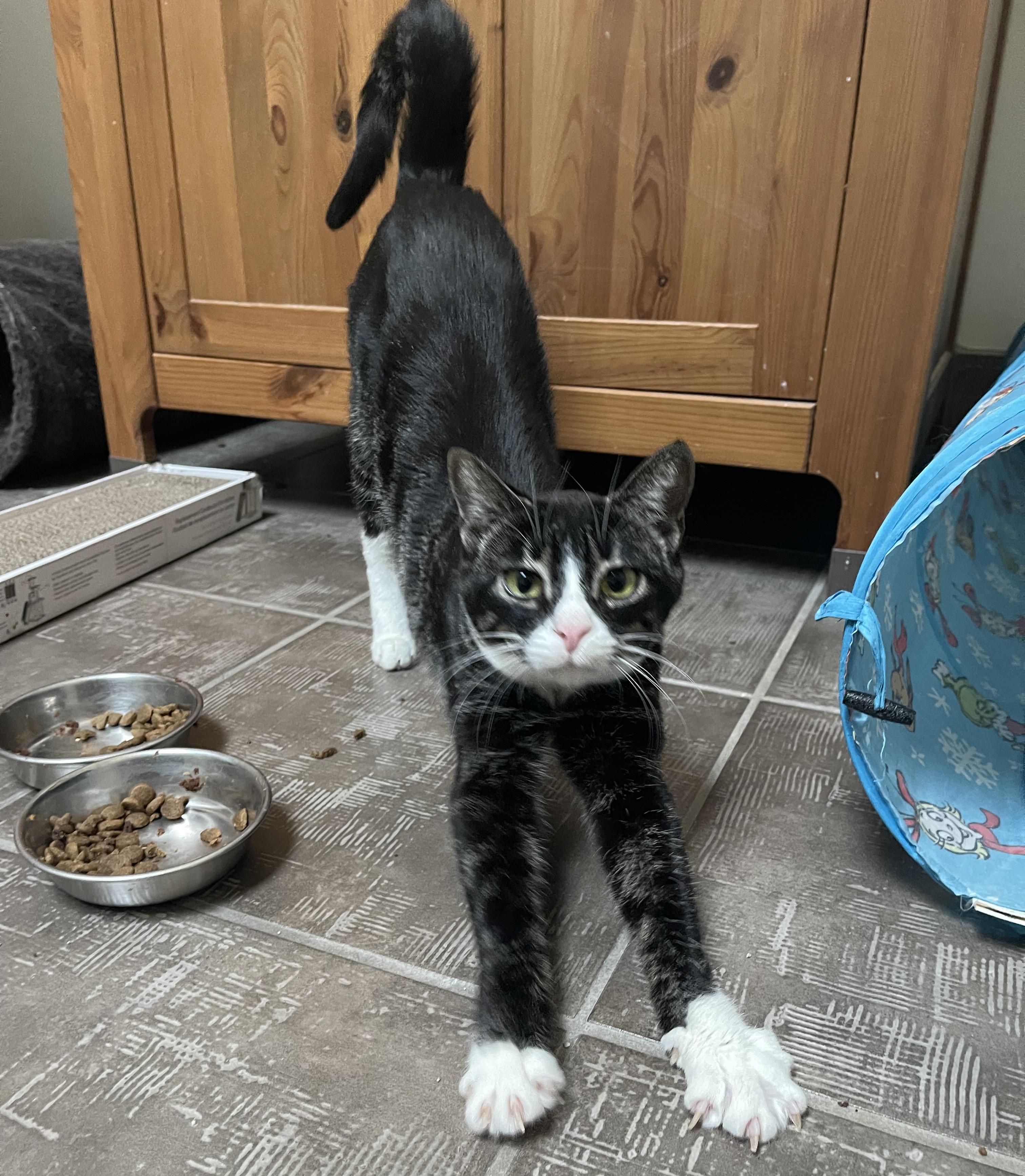 Enlarge Bootsy (bonded with Firefox), a Adoptable mixed breed in Scarborough, ON image 3/5