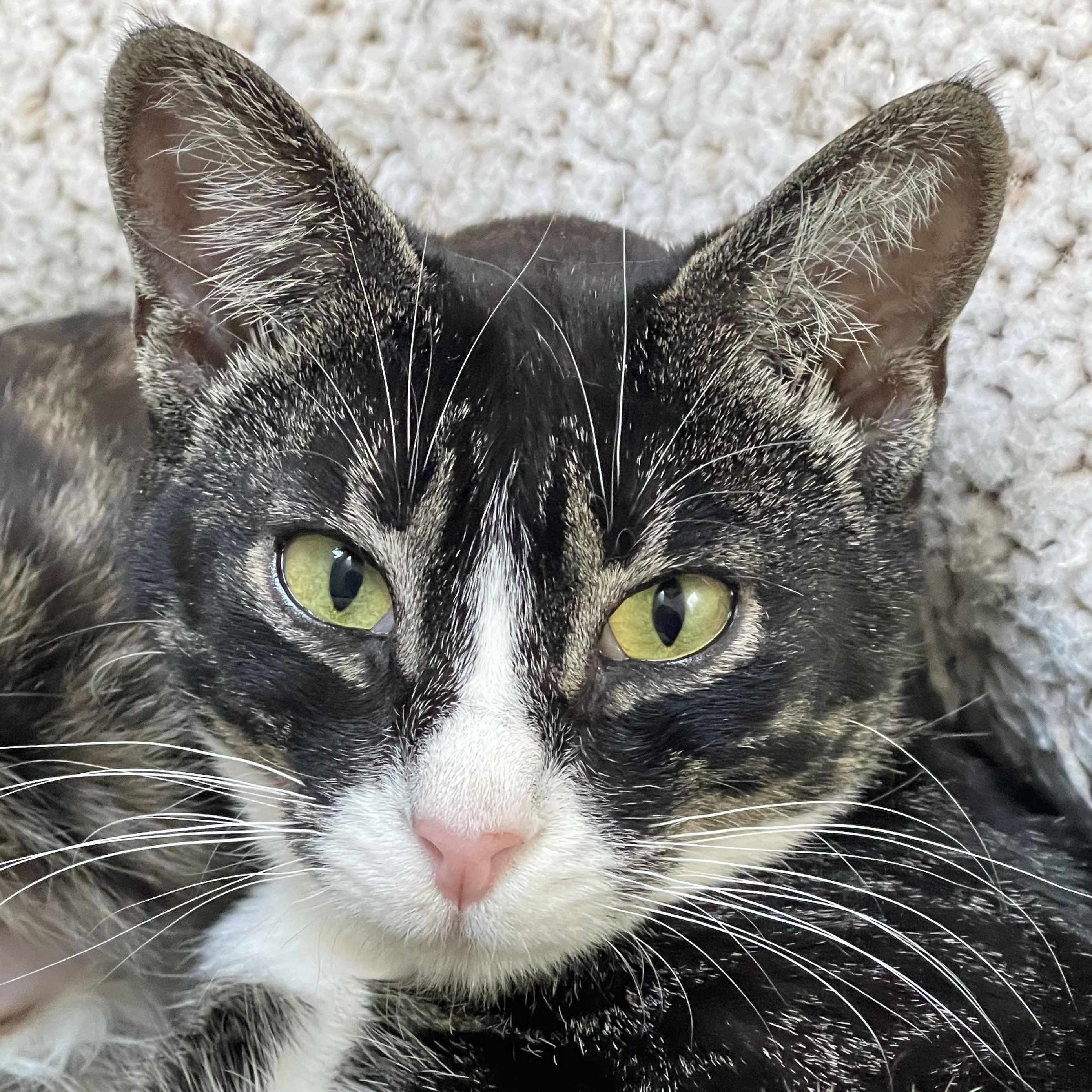 Enlarge Bootsy (bonded with Firefox), a Adoptable mixed breed in Scarborough, ON image 1/5