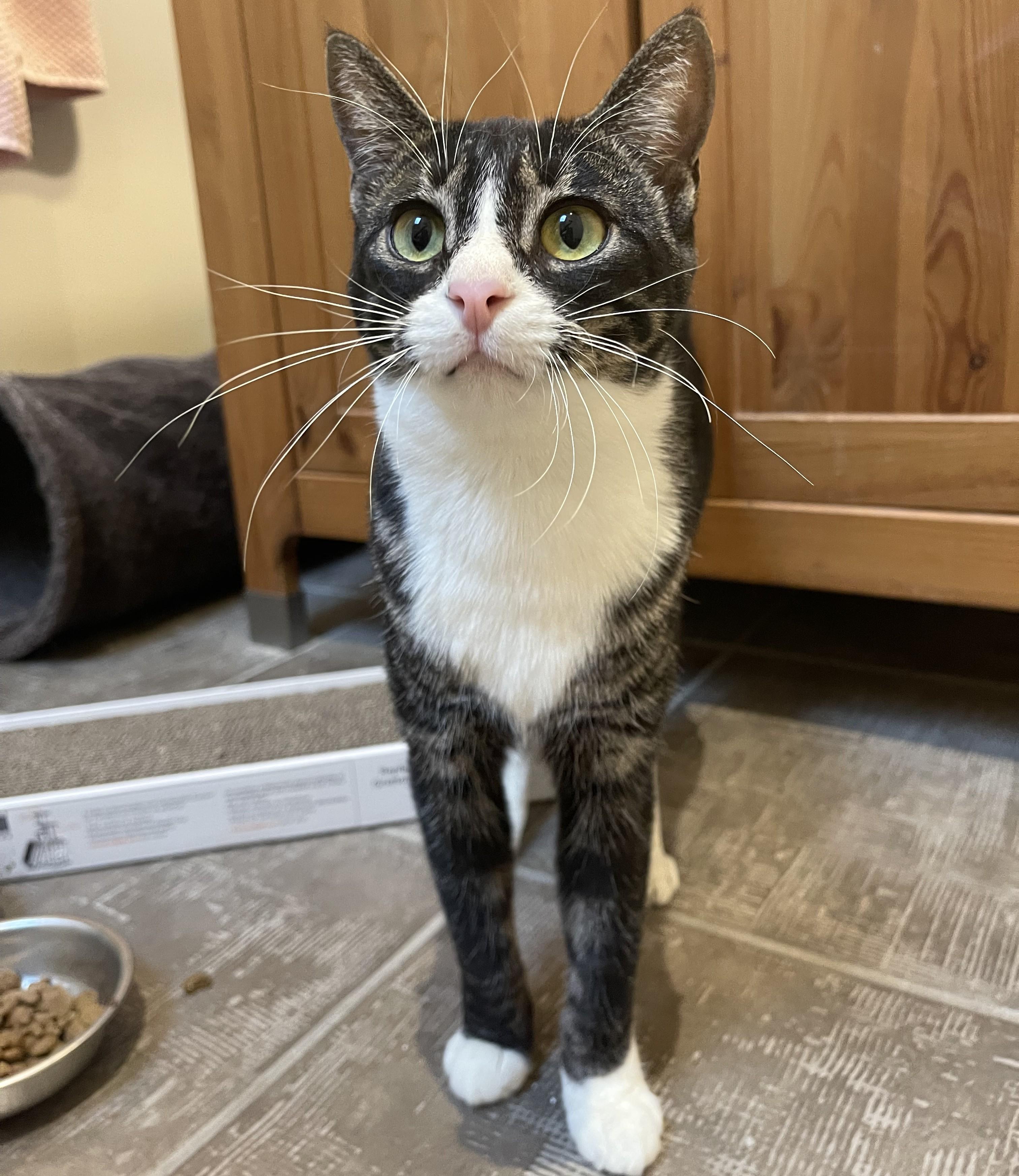 Enlarge Bootsy (bonded with Firefox), a Adoptable mixed breed in Scarborough, ON image 5/5