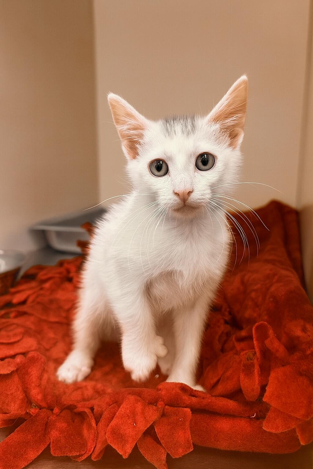 Captain Dexter thumbnail 2