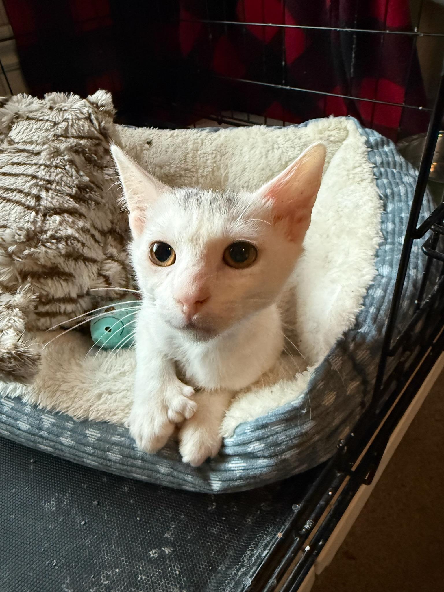 Captain Dexter thumbnail 3