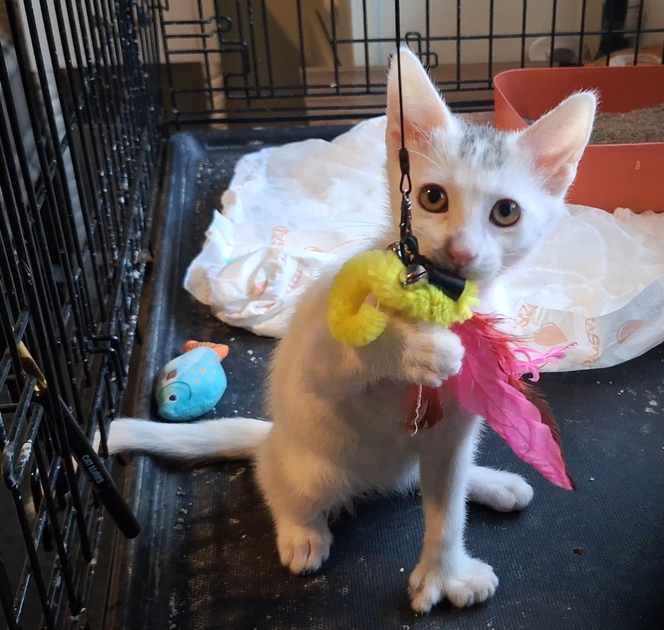 Captain Dexter thumbnail 4