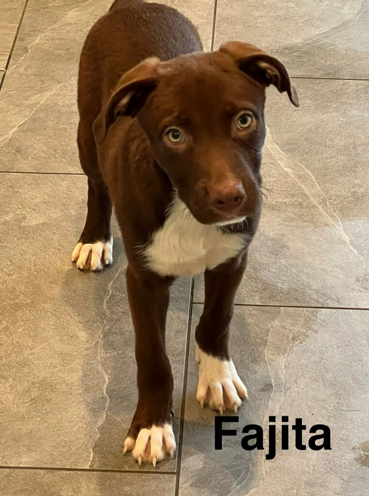 Enlarge Fajita (Scooby), an adoptable mixed breed in Toms River, NJ image 2/2