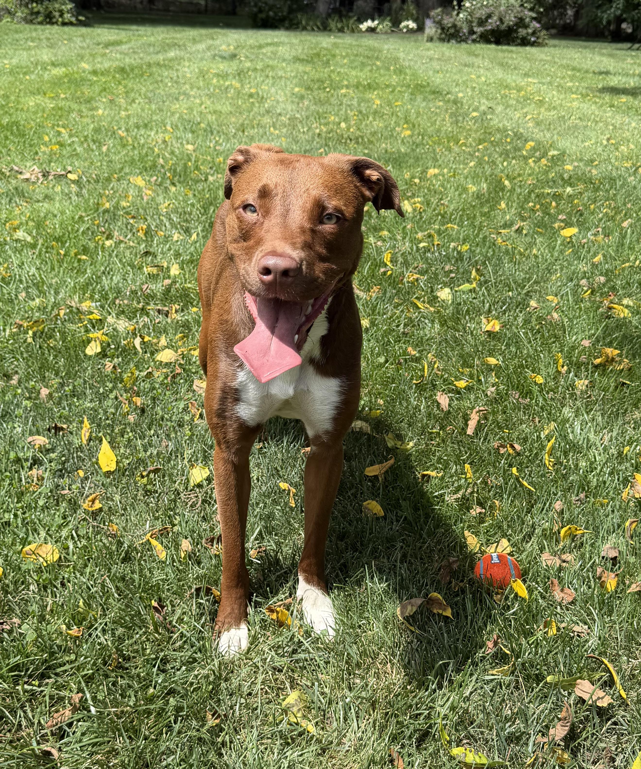 Fajita (Scooby), adoptable, Adult Male Terrier.