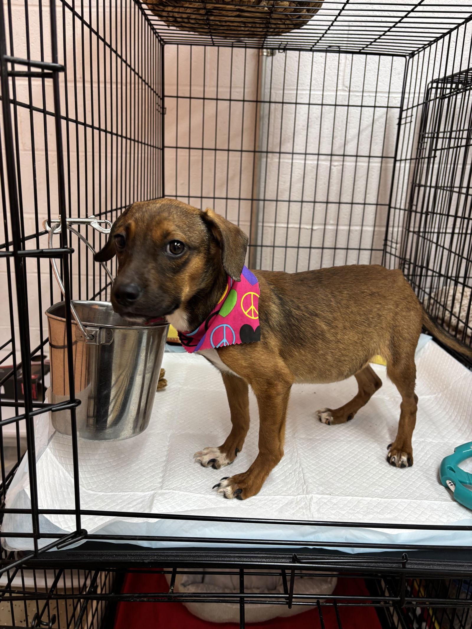 Ellie, Adoptable, Puppy Female Labrador Retriever & Beagle.