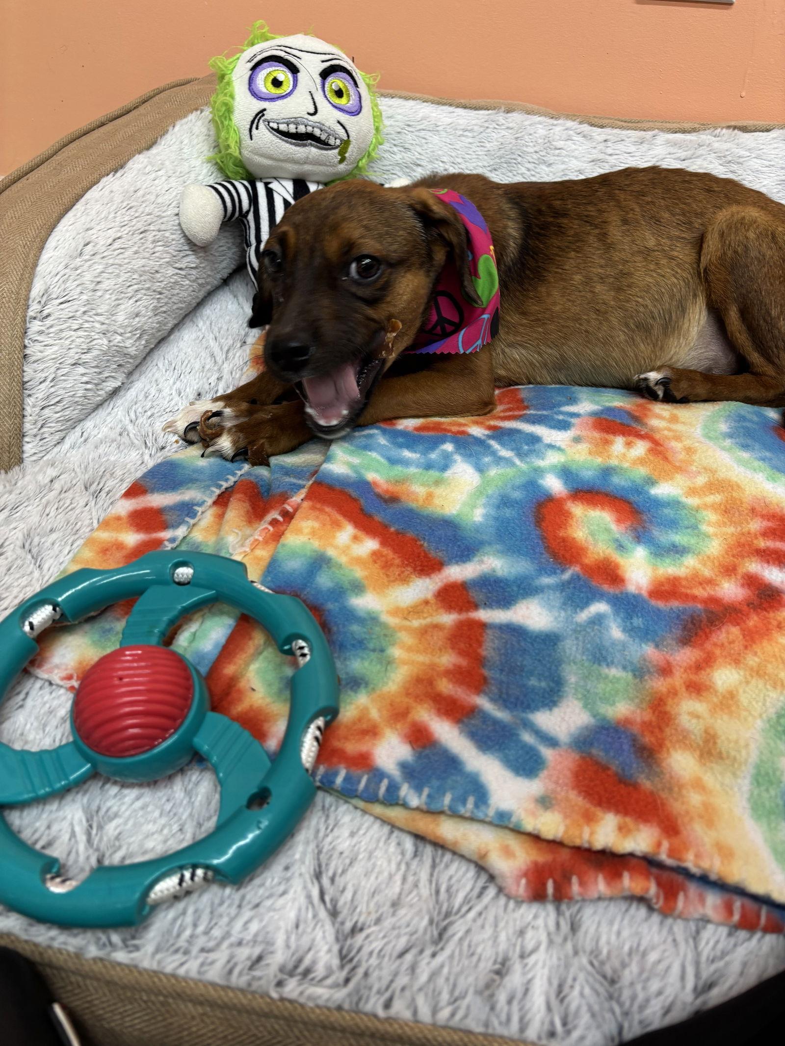 Ellie, a Adoptable mixed breed in York, SC image 3/3