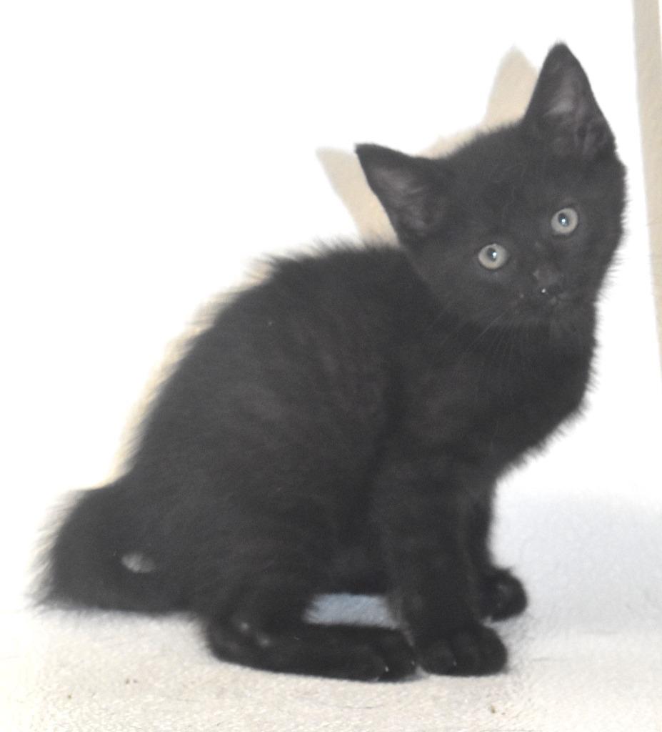 Mint Choc Chip, a Adoptable mixed breed in Springfield, OH image 1/3