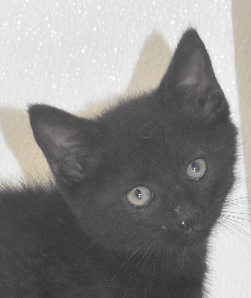 Mint Choc Chip, a Adoptable mixed breed in Springfield, OH image 3/3