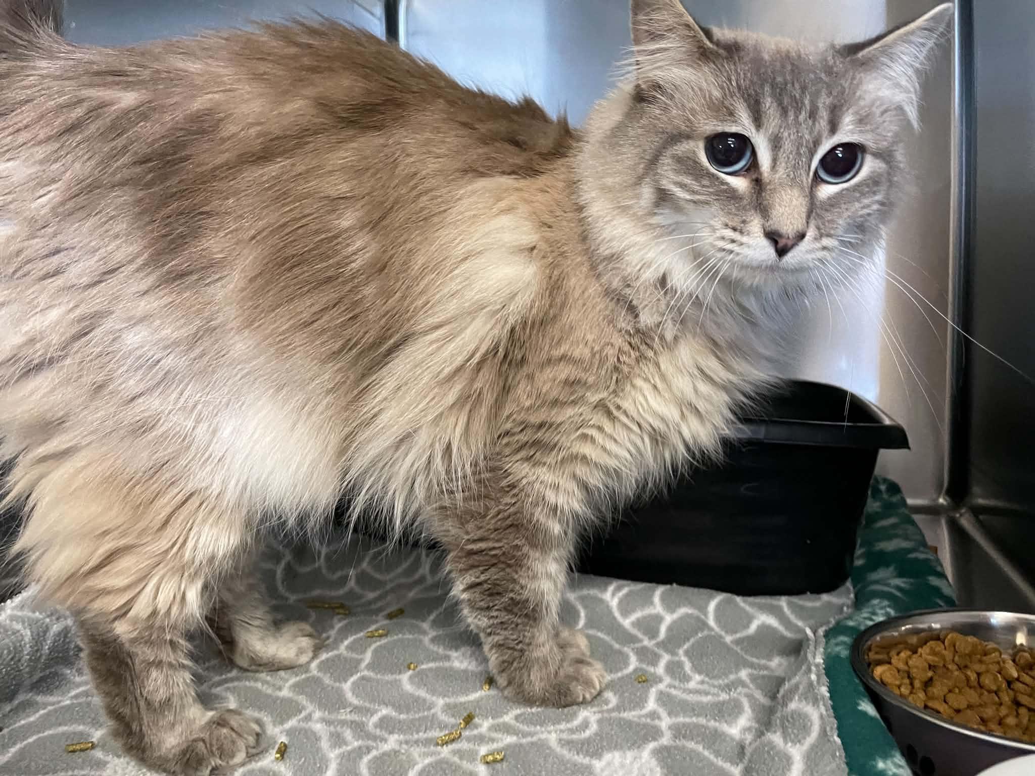 Nikki, Adopted, Adult Female Siamese.