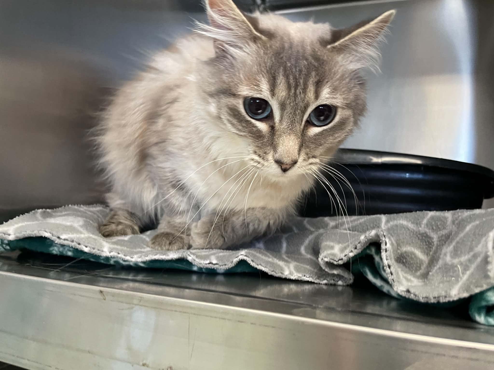 Enlarge Nikki, a Adopted Siamese in Medford, OR image 4/5