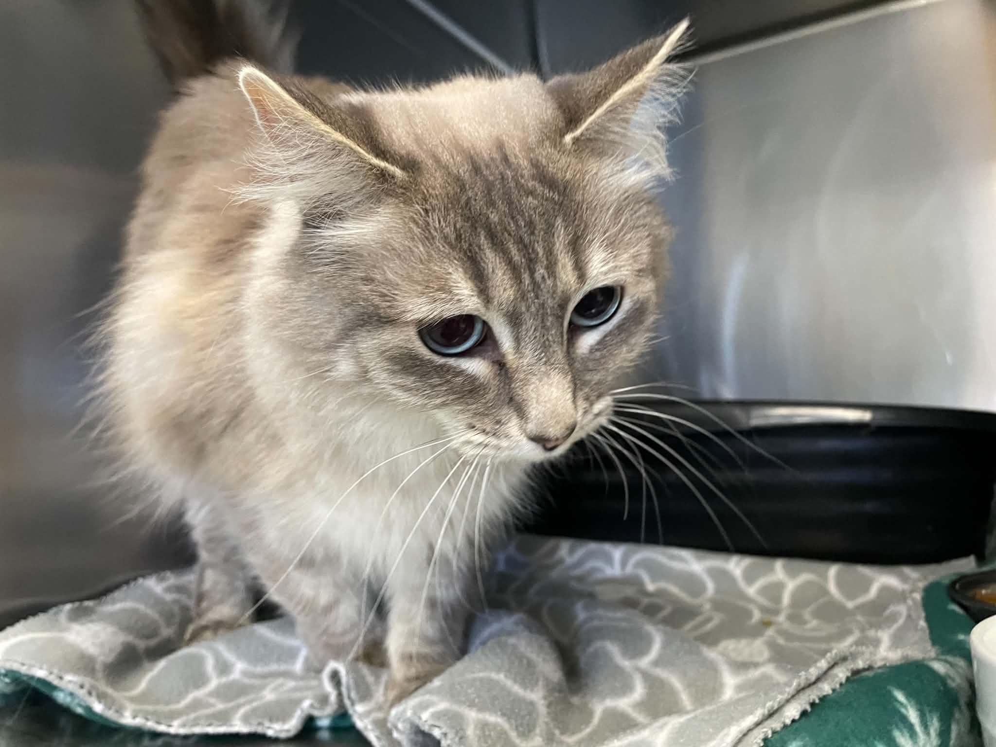 Enlarge Nikki, a Adopted Siamese in Medford, OR image 2/5
