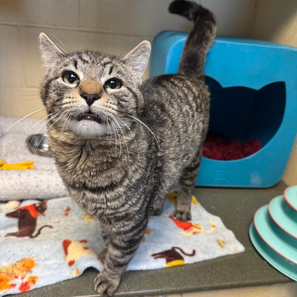 Enlarge Onion Ring, a Adoptable Domestic Short Hair in Waukesha, WI image 1/2