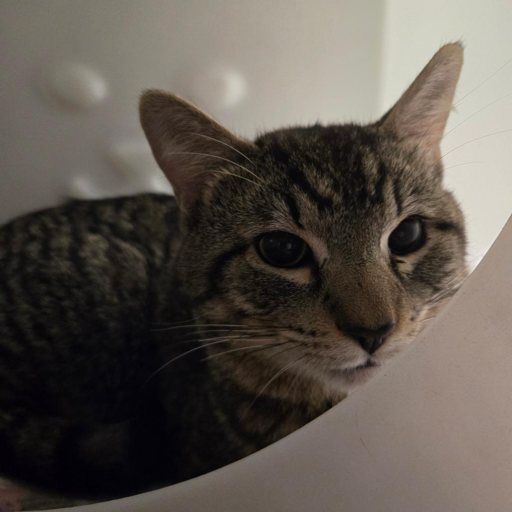 Enlarge Onion Ring, a Adoptable Domestic Short Hair in Waukesha, WI image 2/2