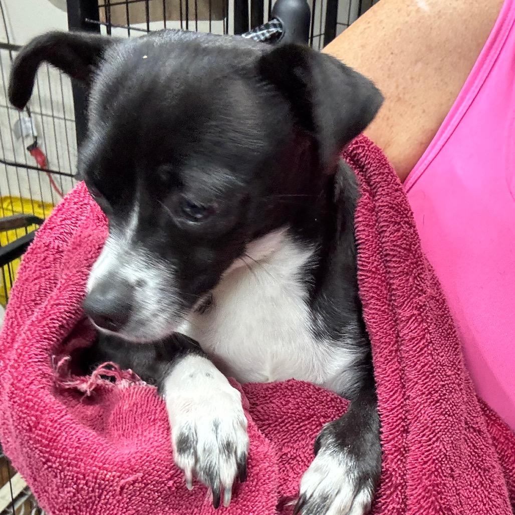 Hecate, Adoptable, Young Female Chihuahua.