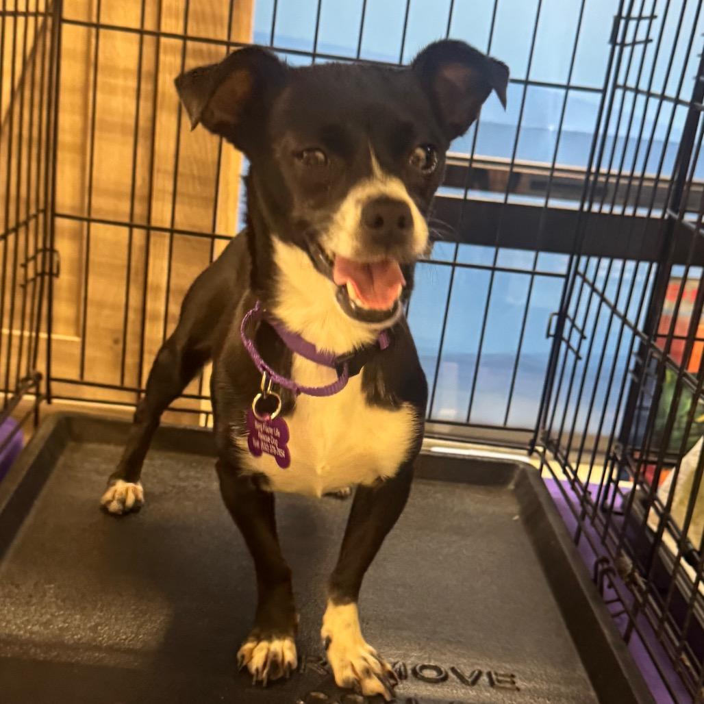 Enlarge Hecate, a Adoptable Chihuahua in Katy, TX image 2/4