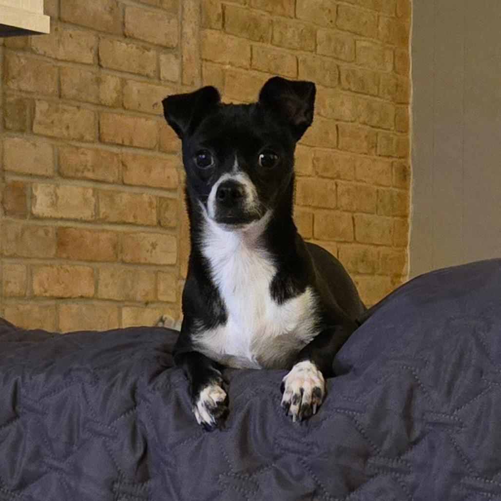 Enlarge Hecate, a Adoptable Chihuahua in Katy, TX image 3/4