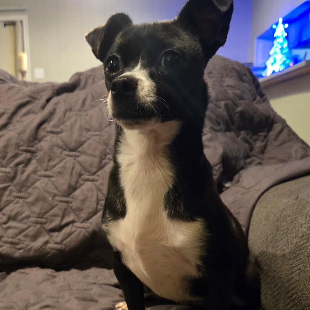 Enlarge Hecate, a Adoptable Chihuahua in Katy, TX image 4/4