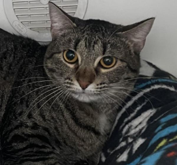 Enlarge Tigress, a Adoptable mixed breed in El Cajon, CA image 1/1