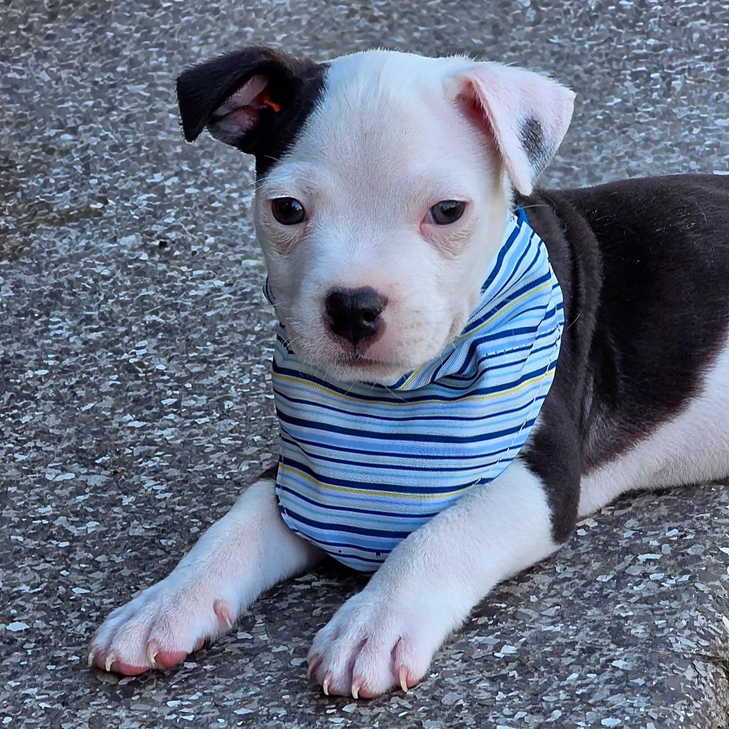 Enlarge Polo, a Adoptable mixed breed in Chandler, AZ image 1/6
