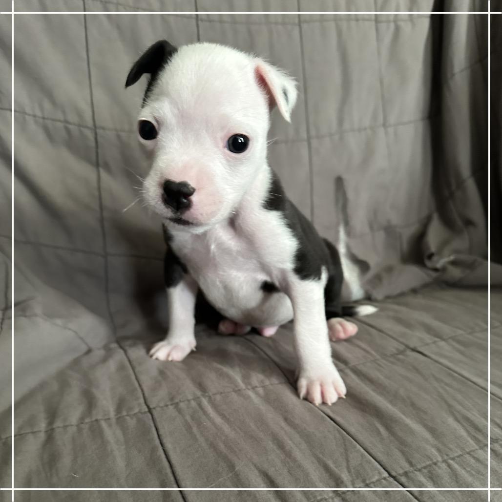 Enlarge Polo, a Adoptable mixed breed in Chandler, AZ image 2/6