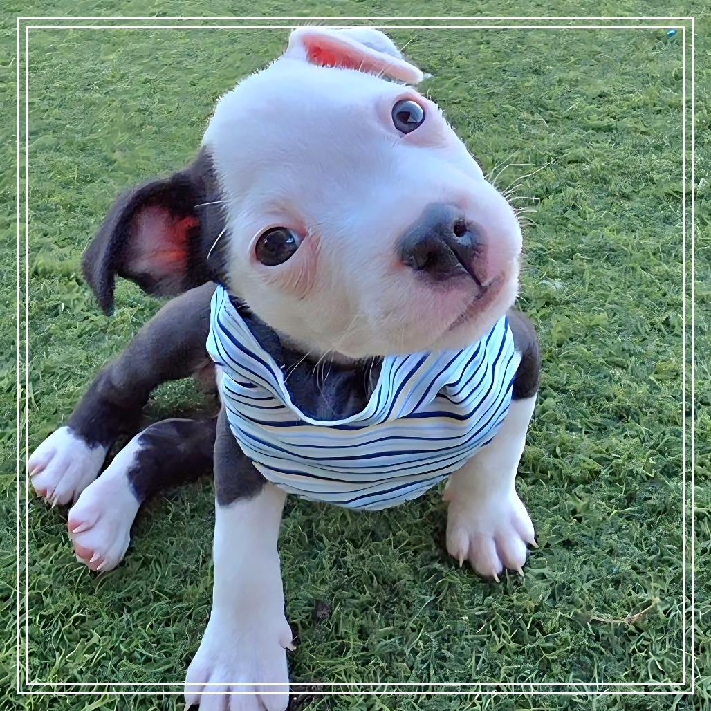 Enlarge Polo, a Adoptable mixed breed in Chandler, AZ image 5/6