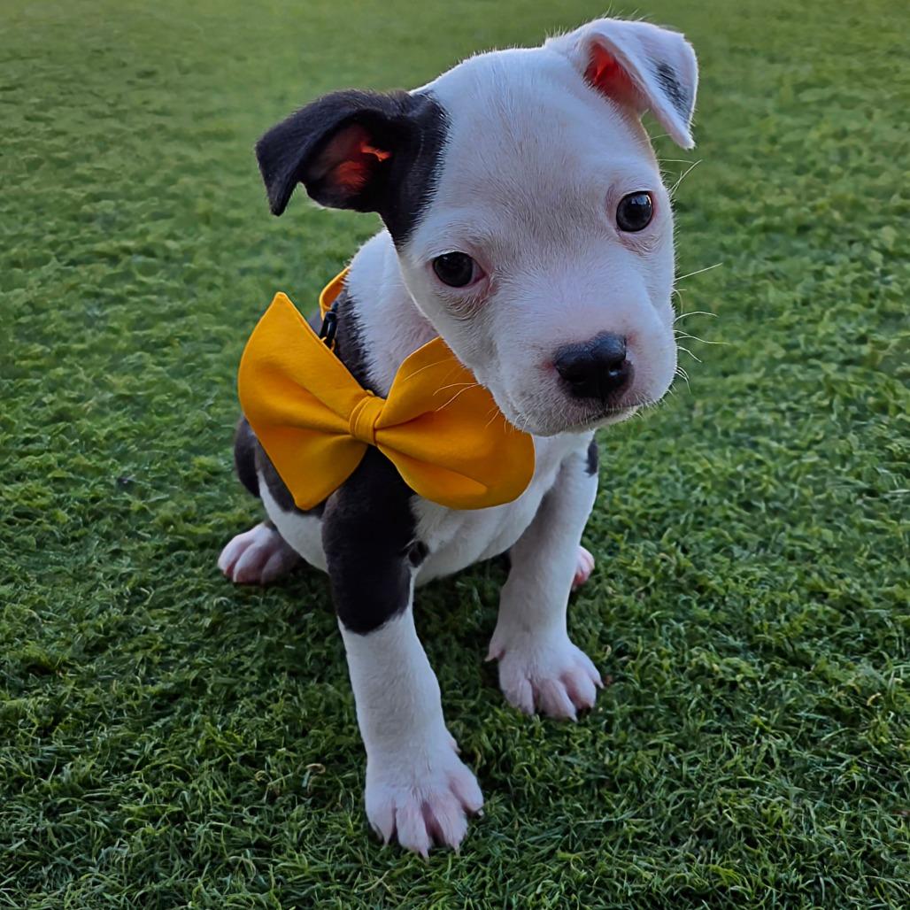 Enlarge Polo, a Adoptable mixed breed in Chandler, AZ image 6/6