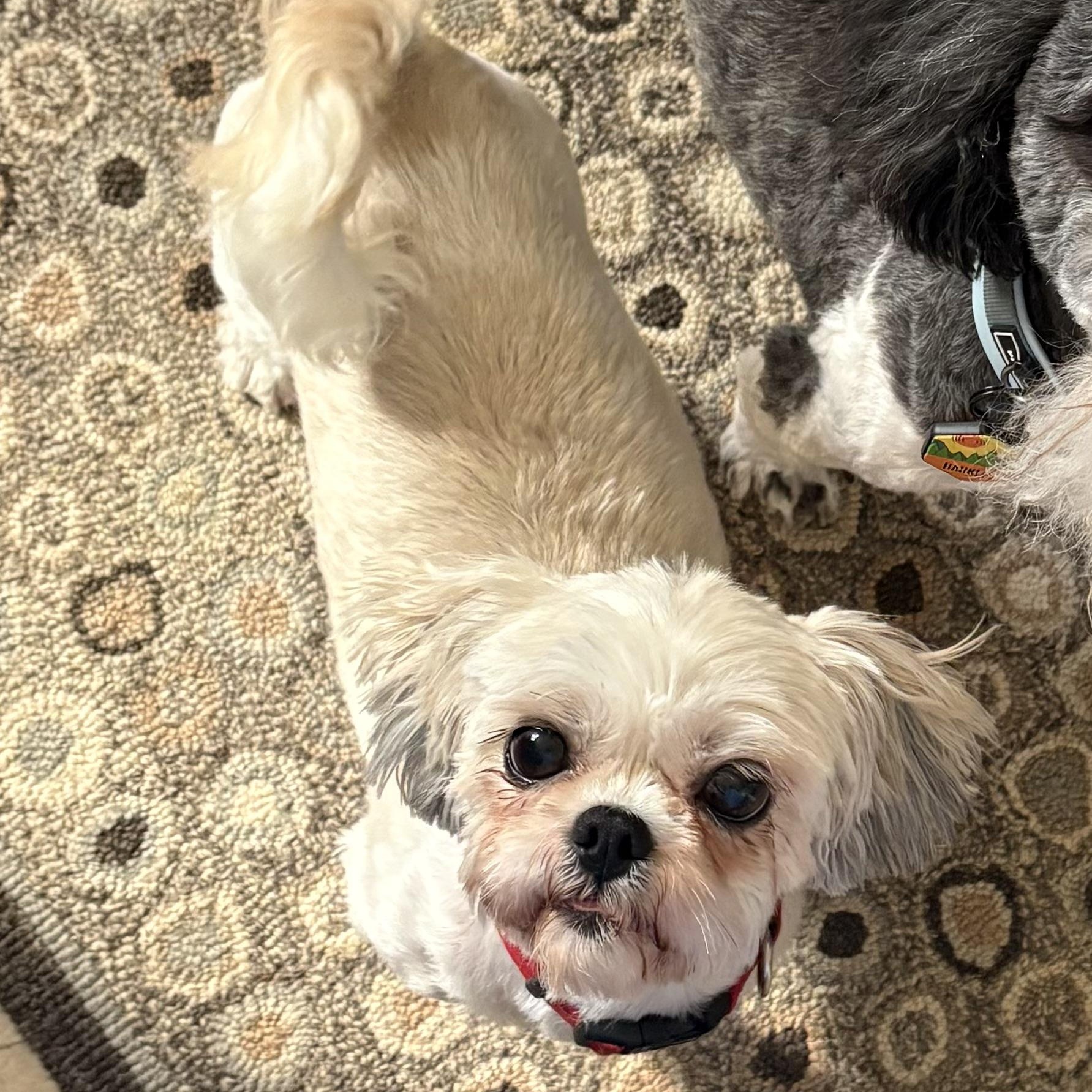 Enlarge Opalite, a Adoptable mixed breed in Hartland, WI image 2/5