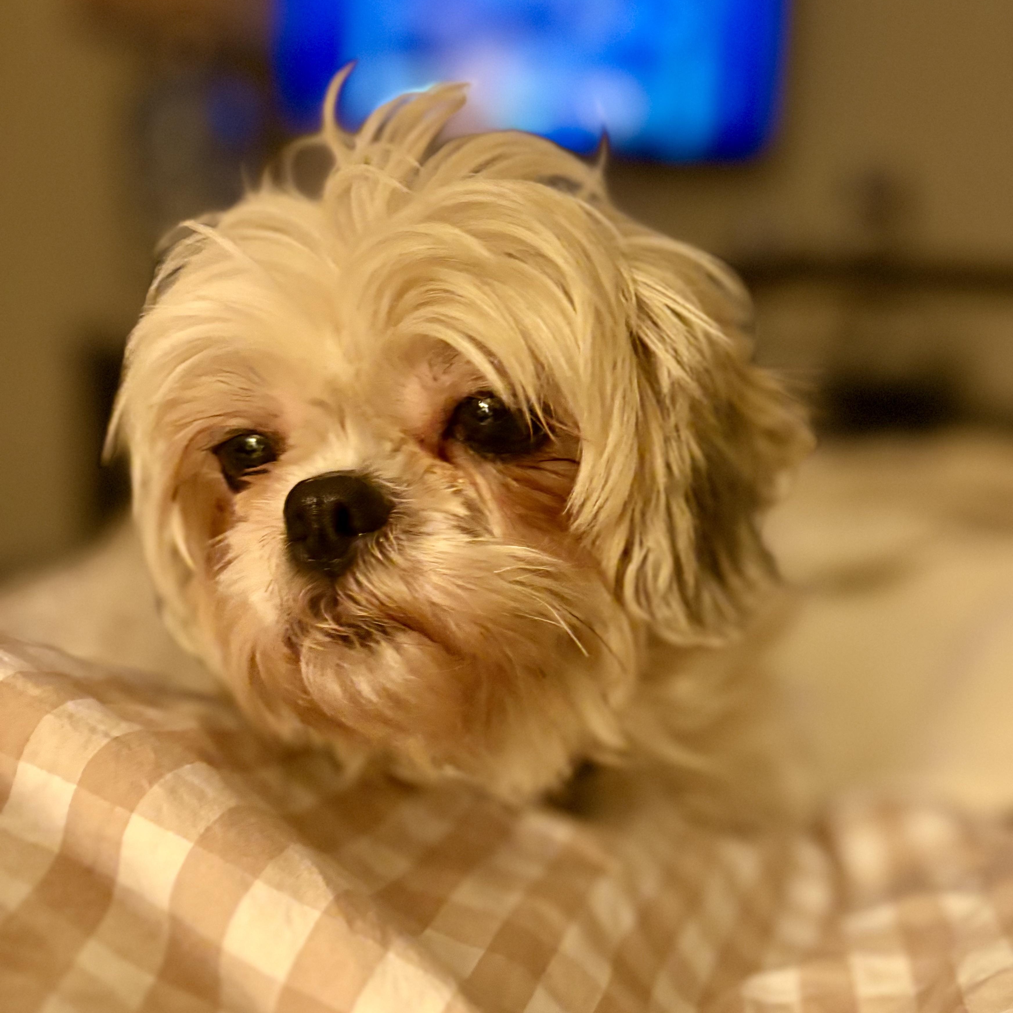 Opalite, a Adoptable mixed breed in Hartland, WI image 3/5