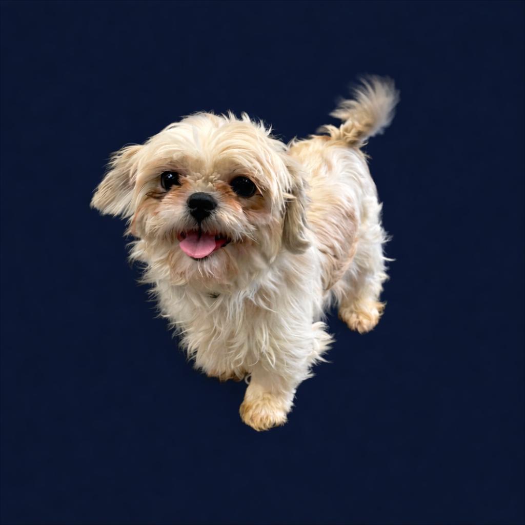 Enlarge Opalite, a Adoptable mixed breed in Hartland, WI image 2/4