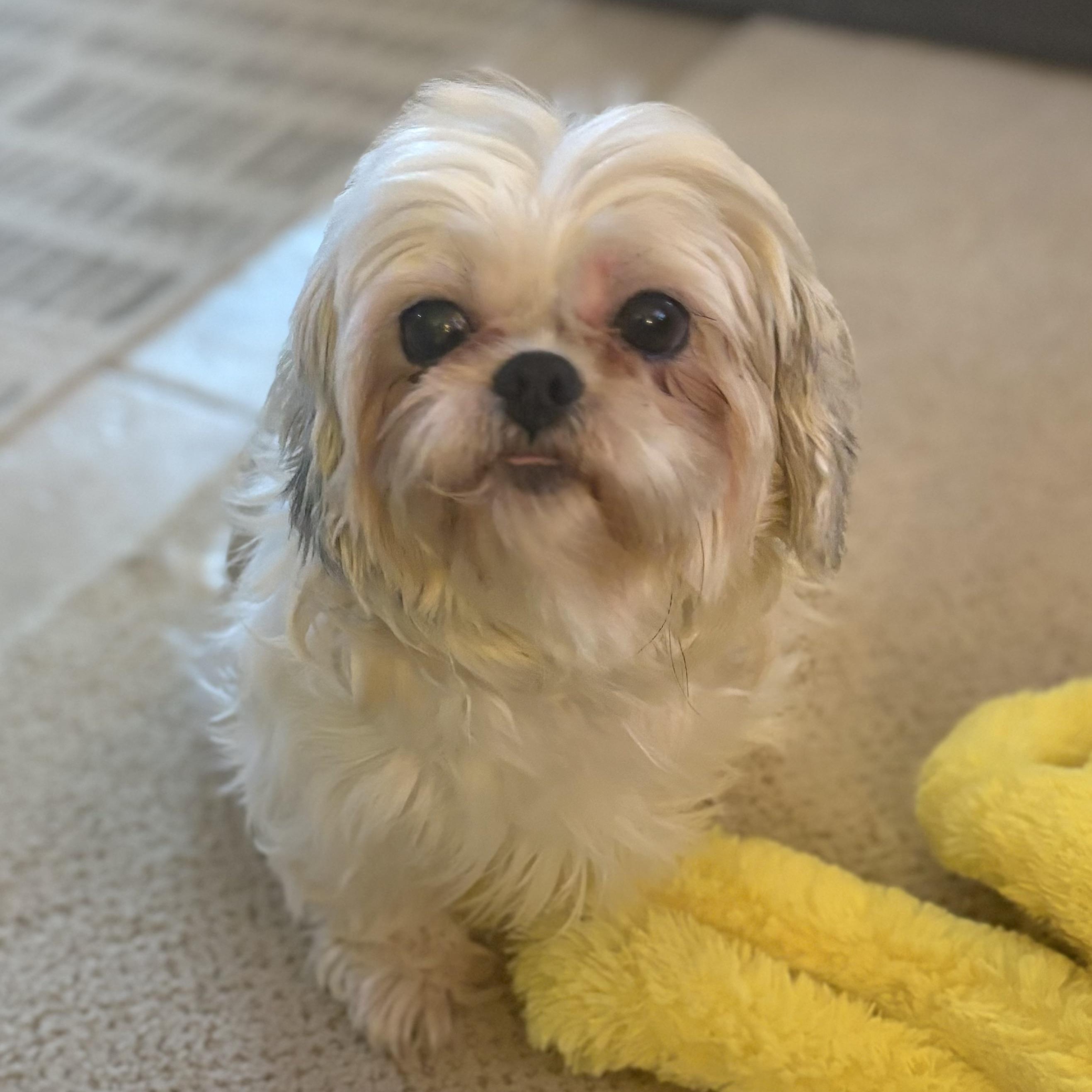 Opalite, a Adoptable mixed breed in Hartland, WI image 1/5