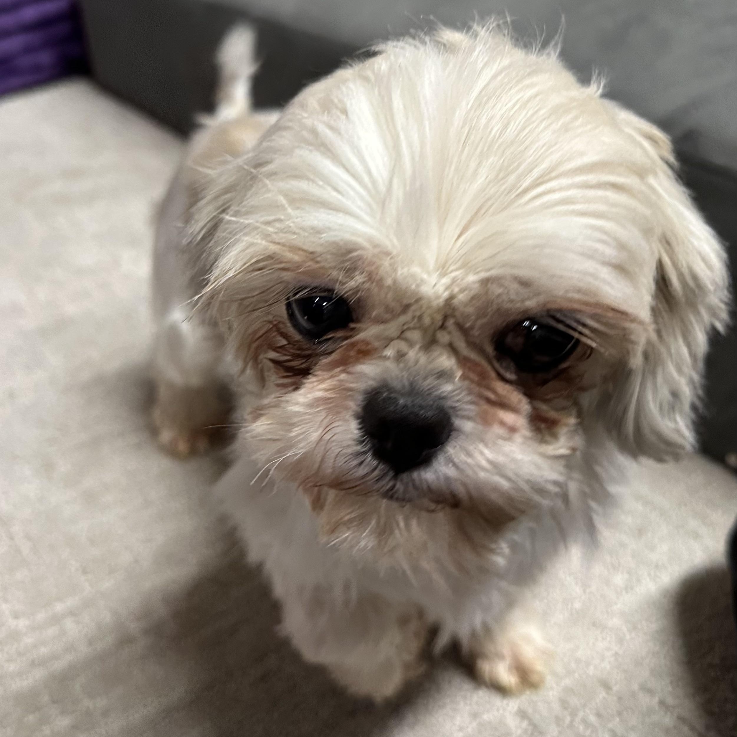 Opalite - Foster Home Needed, a Adoptable mixed breed in Hartland, WI image 4/5