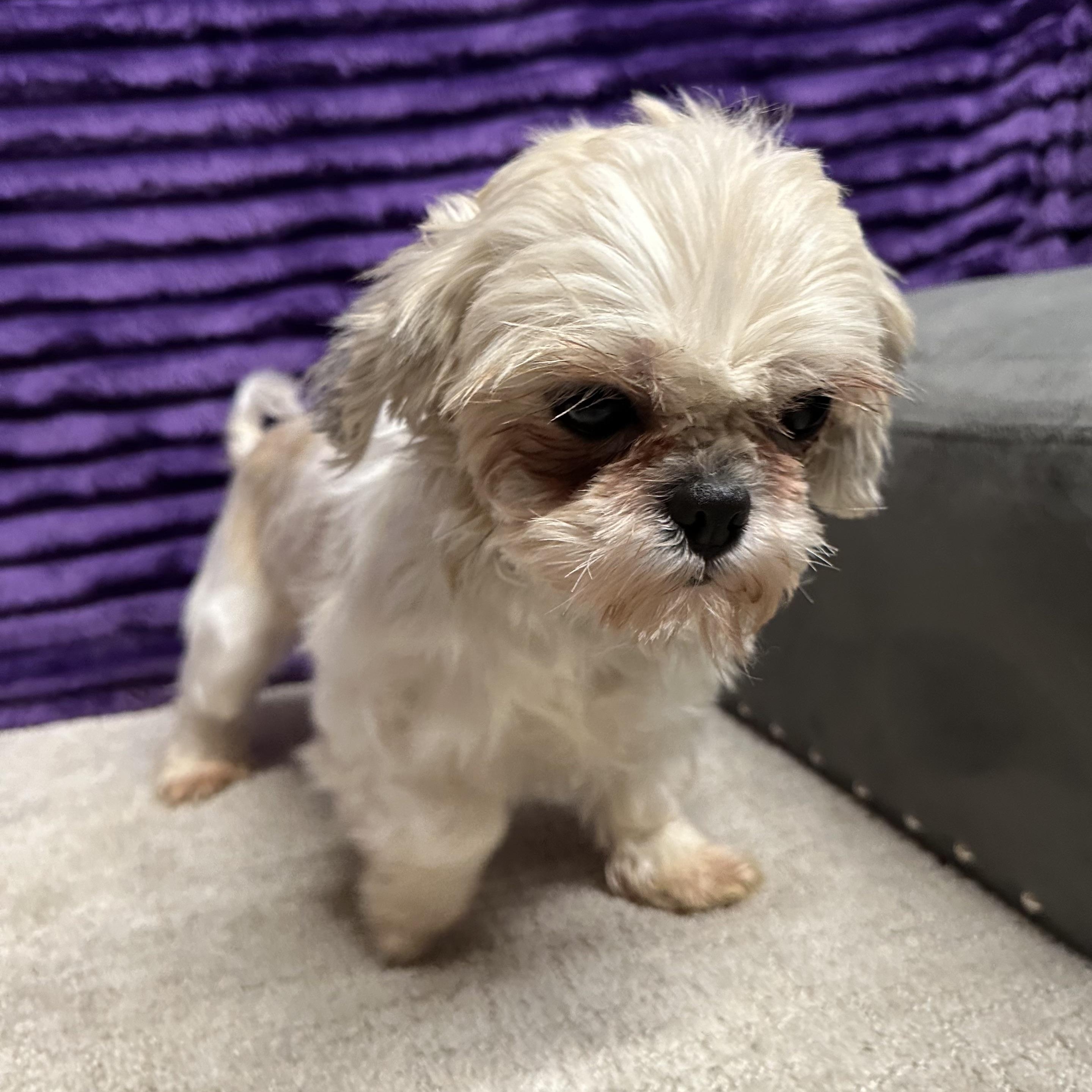 Opalite - Foster Home Needed, a Adoptable mixed breed in Hartland, WI image 3/5