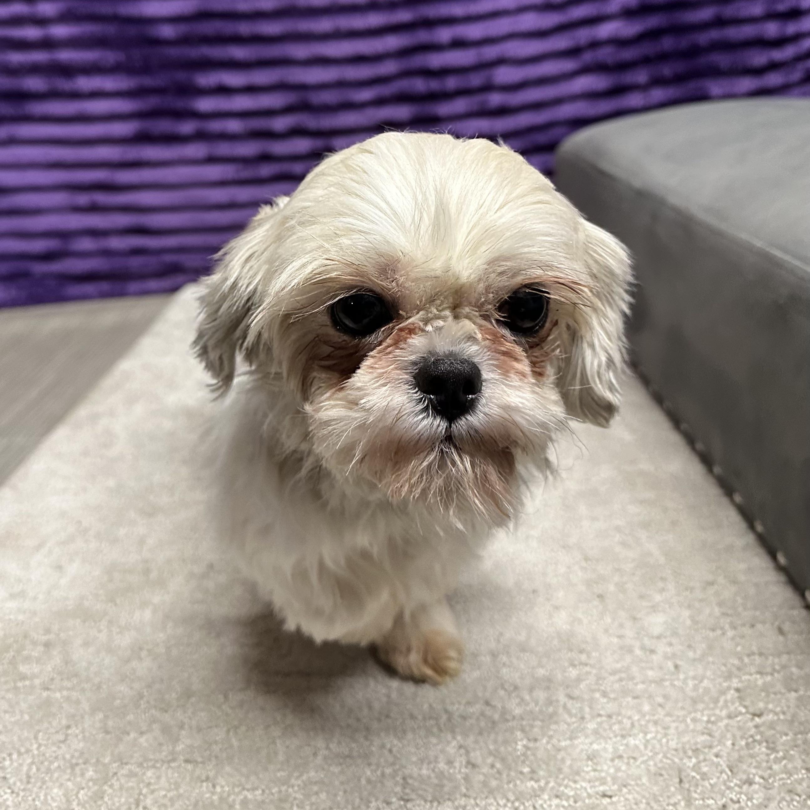 Opalite - Foster Home Needed, a Adoptable mixed breed in Hartland, WI image 2/5