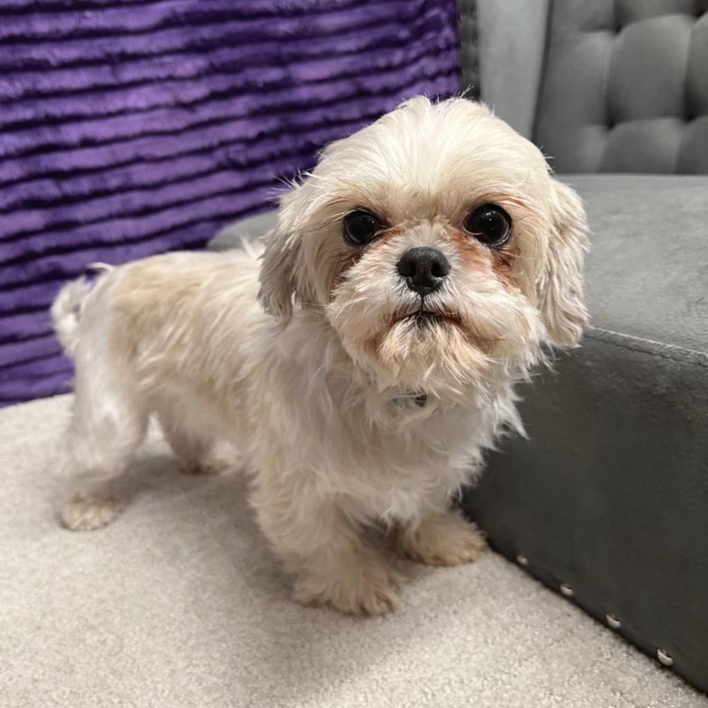 Opalite - Foster Home Needed, Adoptable, Adult Female Shih Tzu.