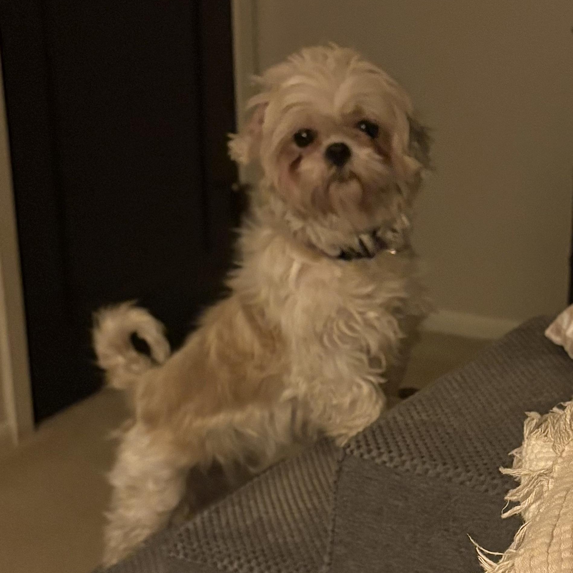 Opalite, a Adoptable mixed breed in Hartland, WI image 2/5