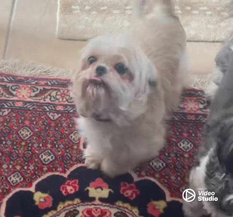 Enlarge Opalite, a Adoptable mixed breed in Hartland, WI video 5/5